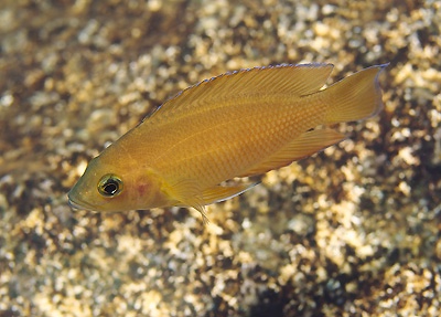 Variabilichromis moorii 'Fulwe Rocks'